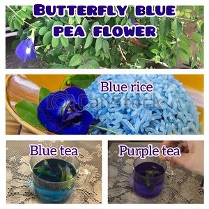 Clitoria ternatea butterfly blue pea