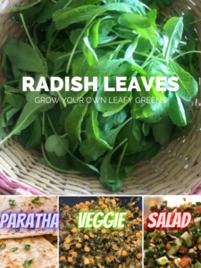 Radishes mooli leafy greens