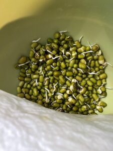 germination meaning, sprouting